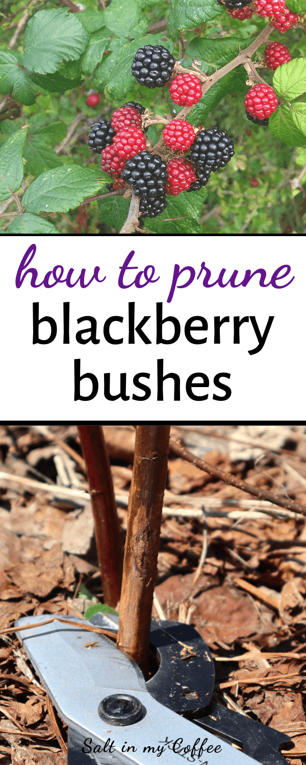 How to Prune Blackberries - Salt in my Coffee