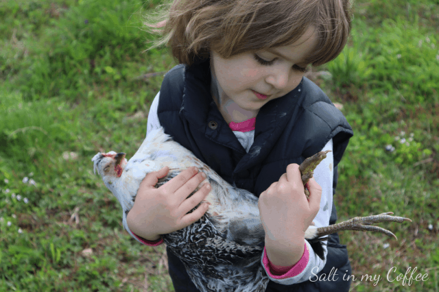 little girl holding a sleeping chicken