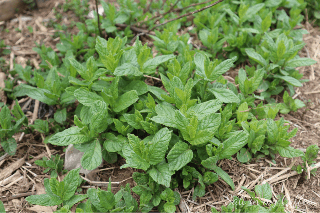 mint for duck runs Sturdy perennials for duck runs