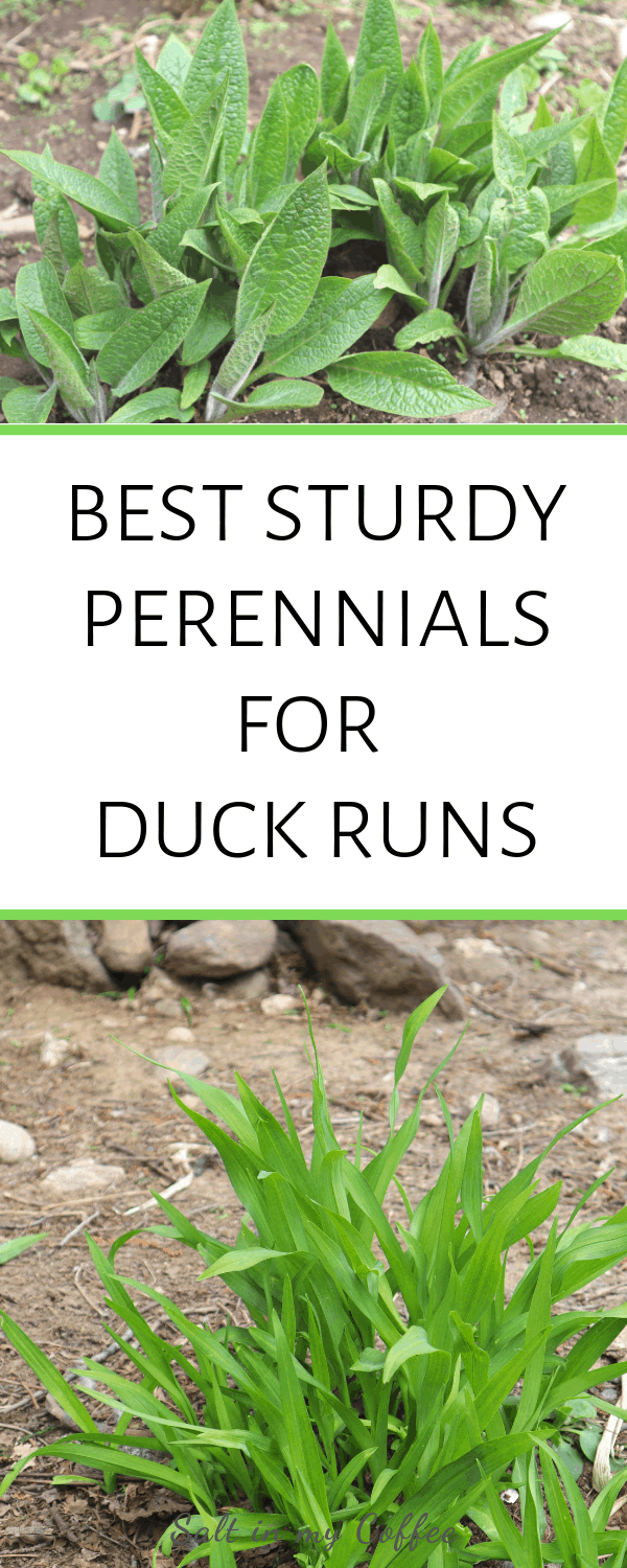 sturdy perennials for duck runs