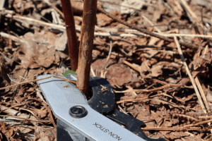 How To Prune Blackberries - Salt In My Coffee