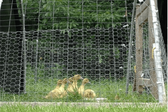 drake ducklings being raised for the table