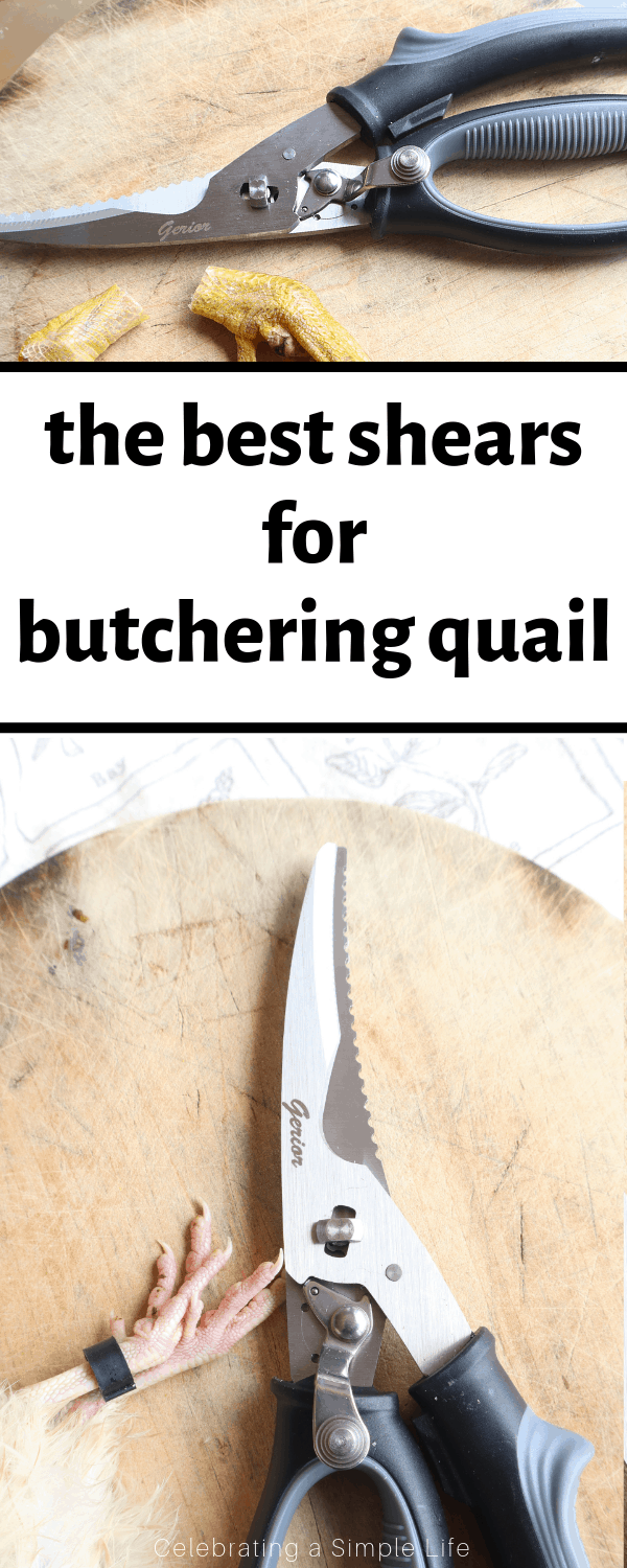 The Best Shears for Butchering Quail - Salt in my Coffee