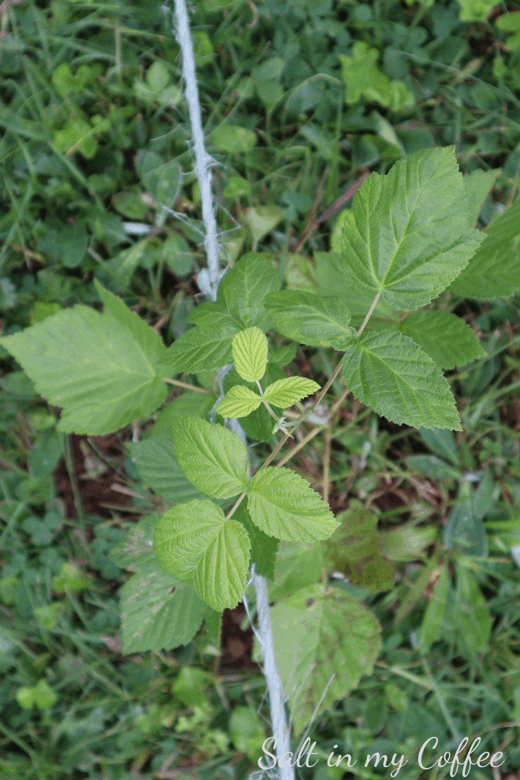 Young raspberry bush transplanted in summer