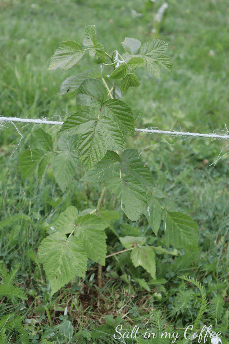 young raspberry bush transplanted in hot weather