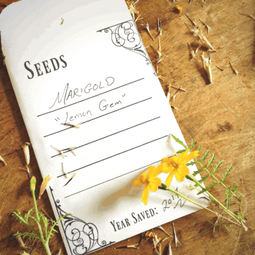 Free Printable Seed Packet for Seed Saving - Salt in my Coffee