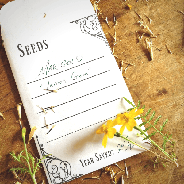 Make your own pretty seed packets using magazines and scrapbook paper PLUS  FREE TEMPLATE 