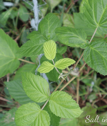 transplanting raspberries in summer