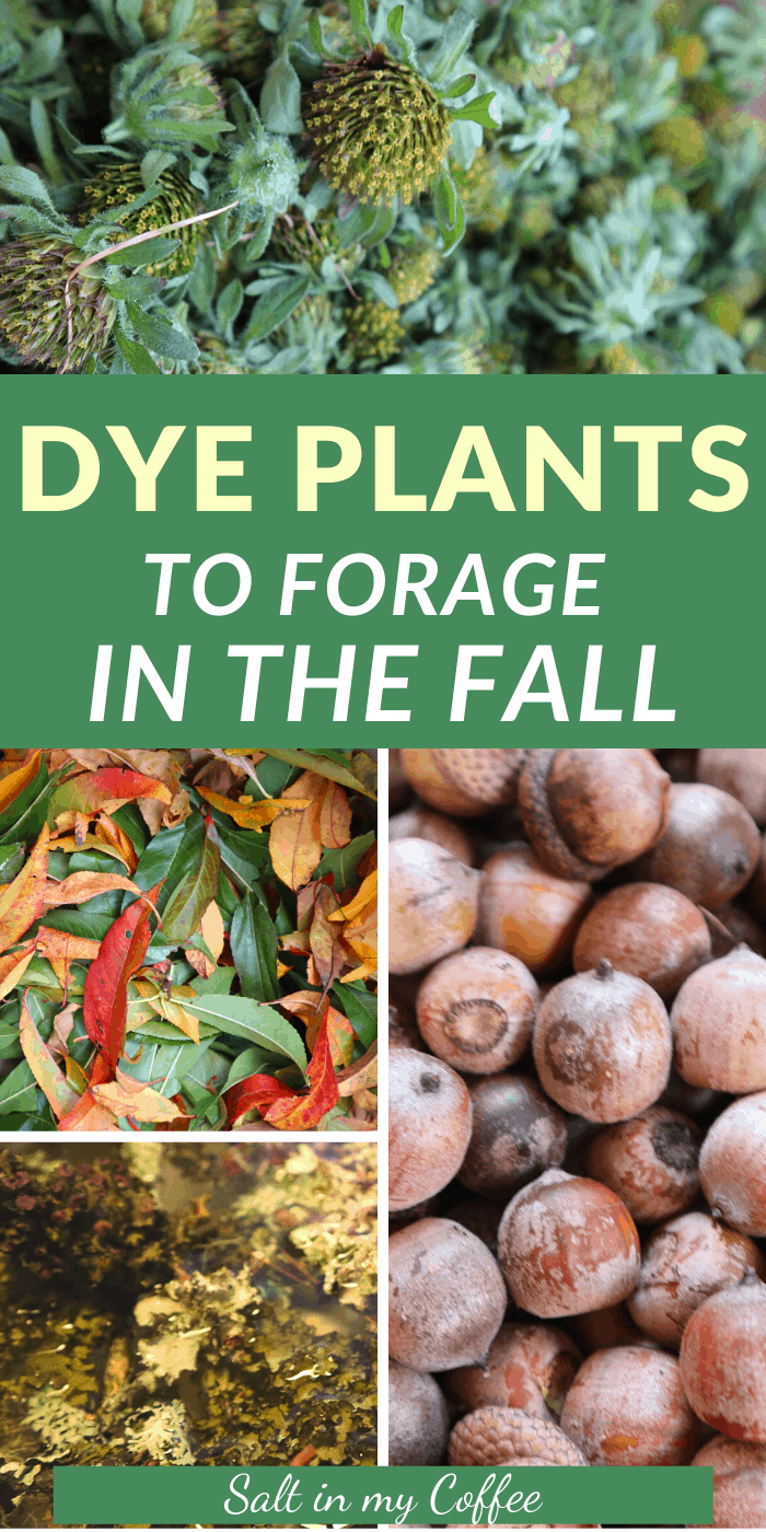 20 Natural Dye Plants You Can Forage and Grow in Your Garden