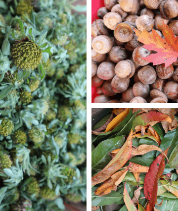 dye plants to forage in fall