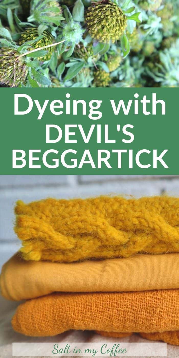 Method for dyeing with Devil's Beggartick