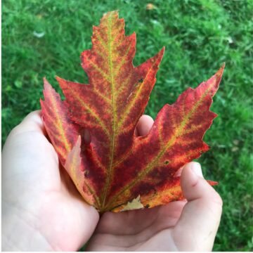 a child's hands holding a red leaf