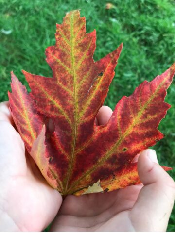 a child's hands holding a red leaf