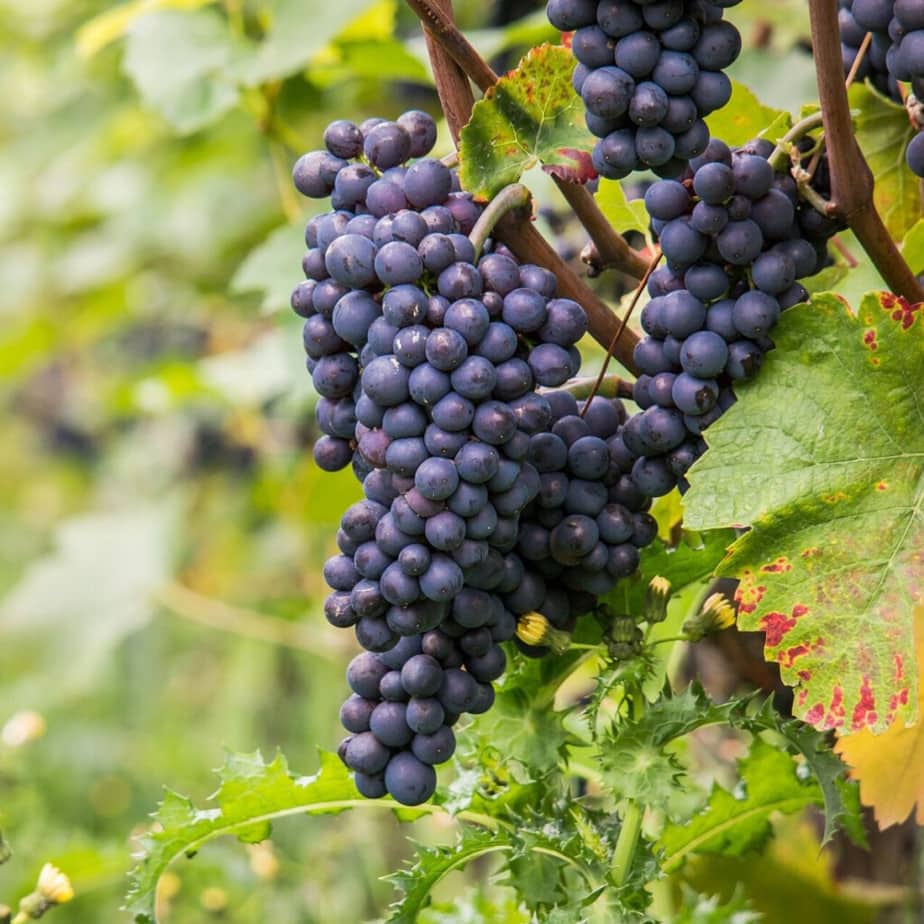 cold hardy red wine grapes for zone 4