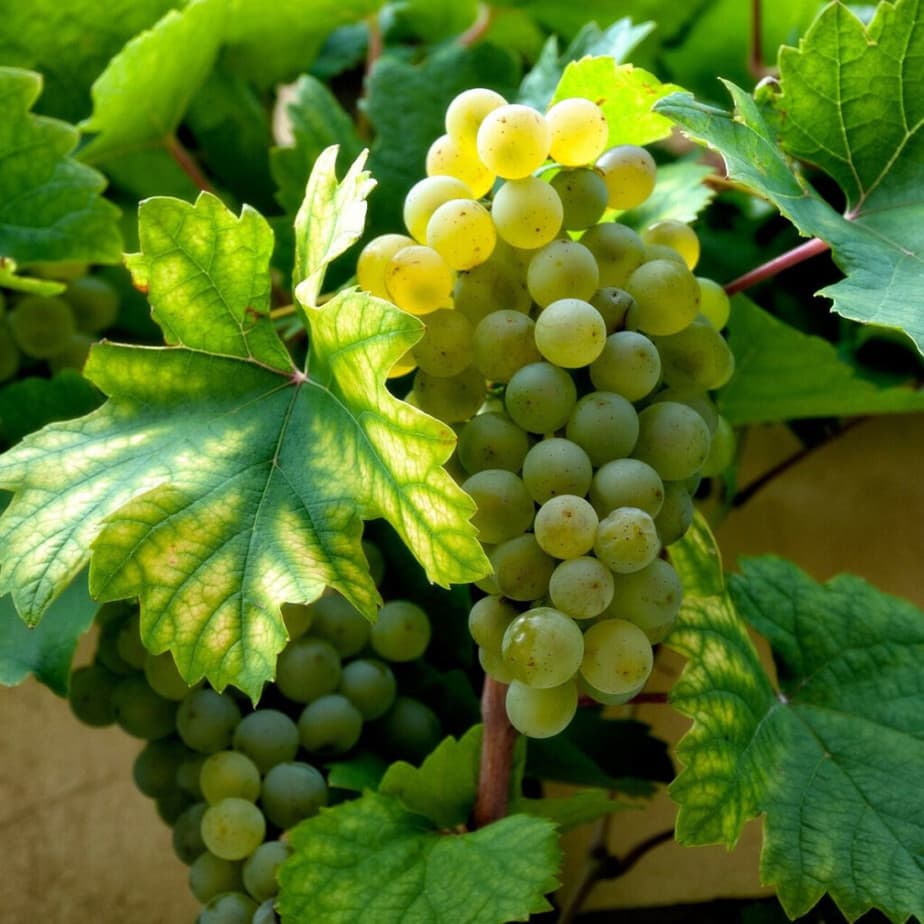 cold hardy white wine grapes