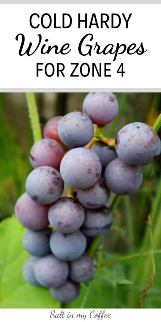 cold hardy wine grapes for zone 4