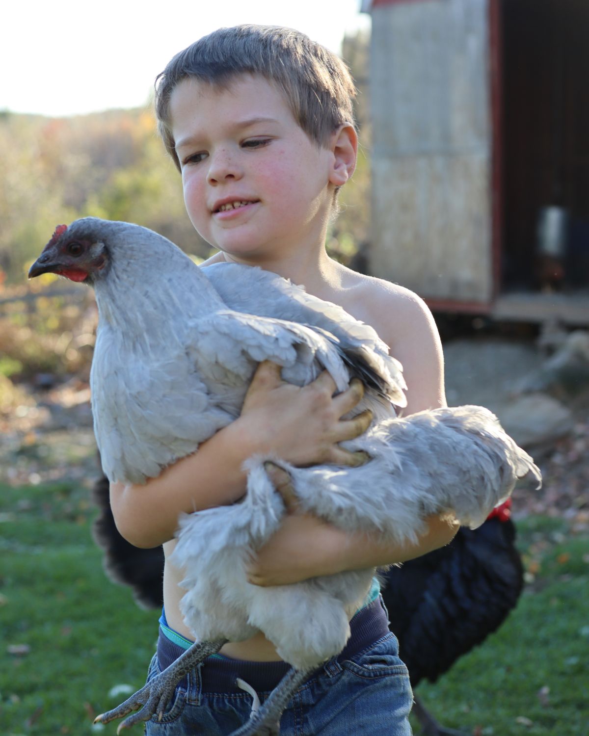 little boy holding a big gray chicken