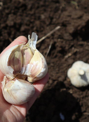planting garlic in spring