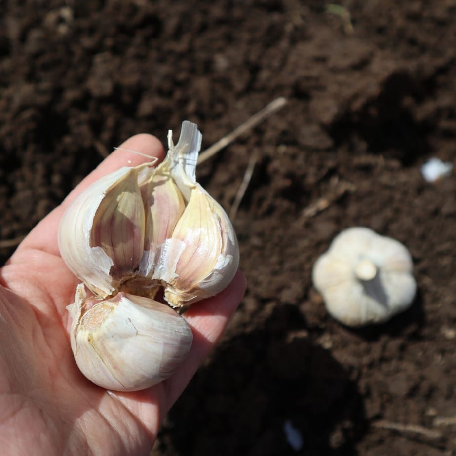 Planting garlic in spring Idea