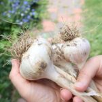 bulbs of garlic being held in front of a flower bed