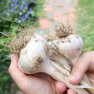 bulbs of garlic being held in front of a flower bed