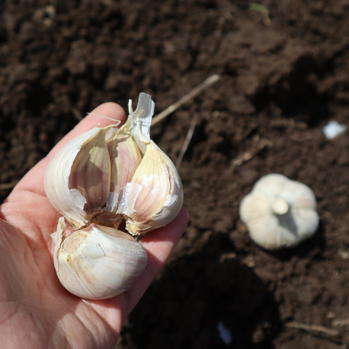 a bulb of garlic split into cloves for planting