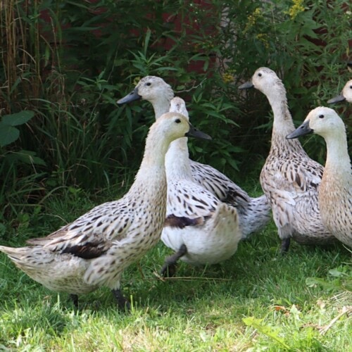 why aren't my ducks laying eggs?