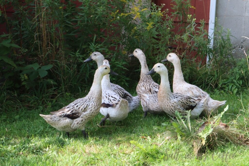 ducks getting feathers back after molting