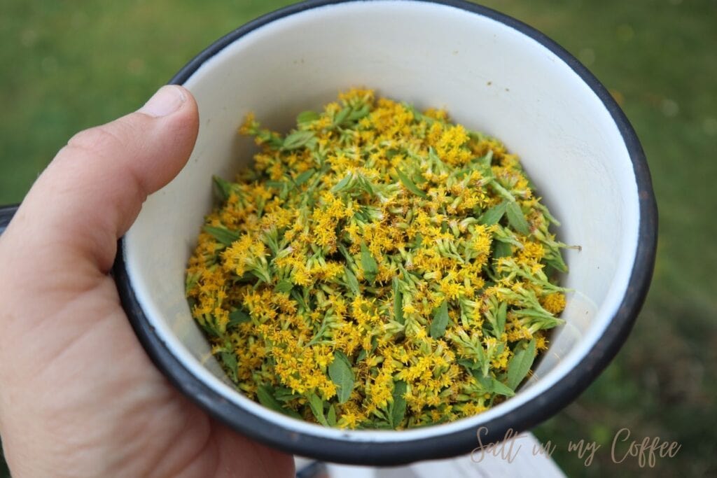 goldenrod blossoms in a pan for making a dye bath