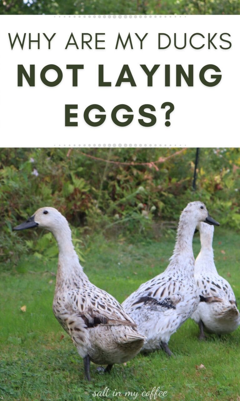 Why are my ducks NOT laying eggs? Salt in my Coffee