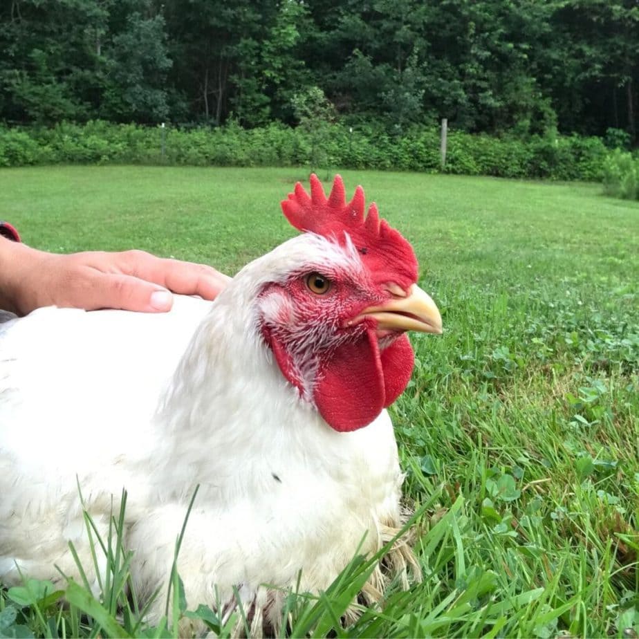 Cornish cross rooster raised for meat