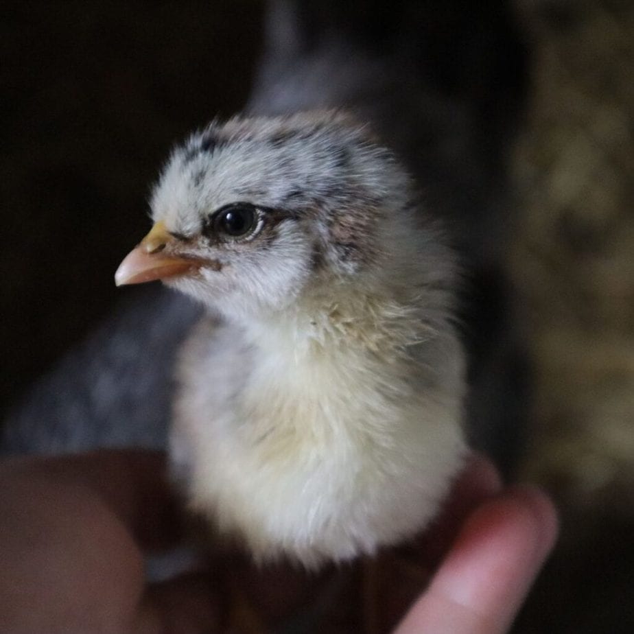 day old chick for sale