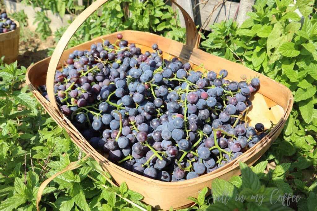 basket of grapes for sale