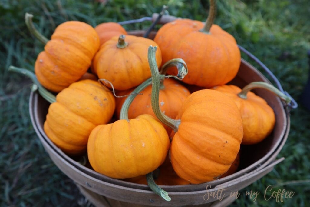 basket of mini pumpkins for sale