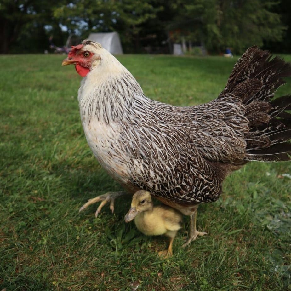 Raising Ducklings with a Broody Hen - Salt in my Coffee