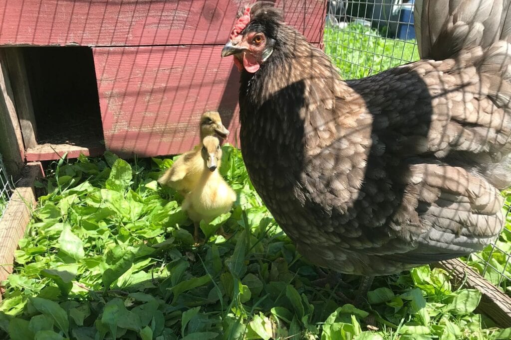 ducklings raised by a chicken