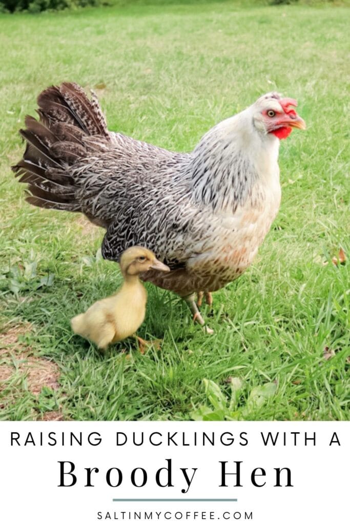 https://saltinmycoffee.com/wp-content/uploads/2020/11/raising-ducklings-with-a-broody-hen-short-white-683x1024.jpg