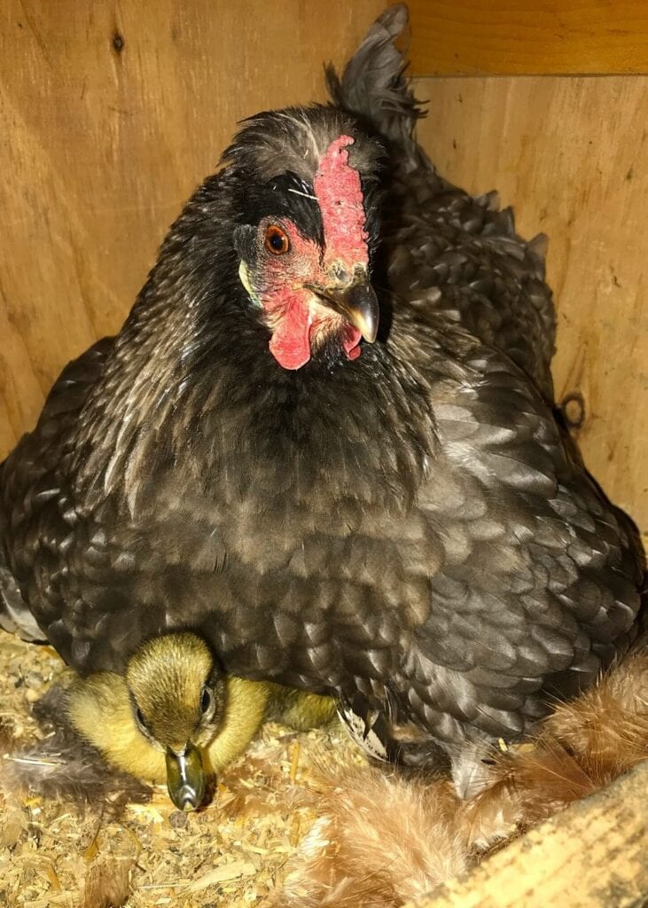 duckling hatched by a mother hen