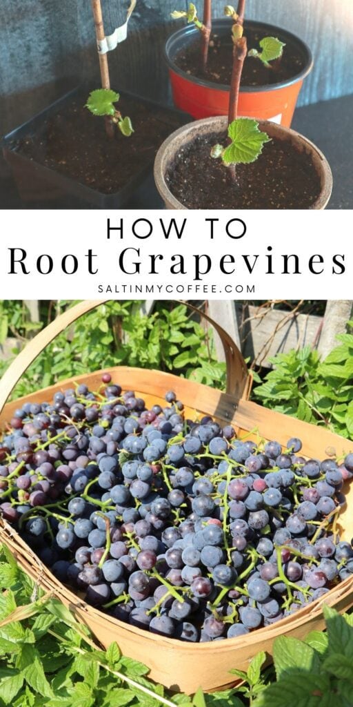 How to Root Grapevines - Salt in my Coffee