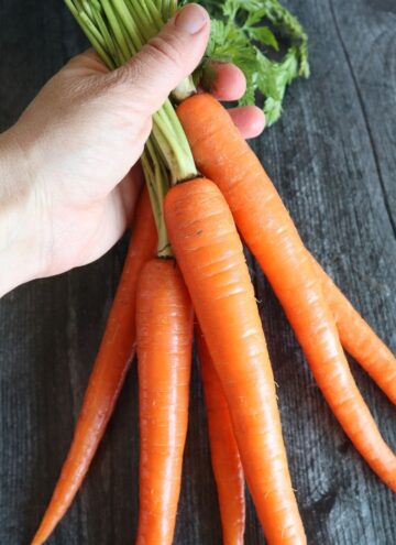 bunch of freshly picked carrots