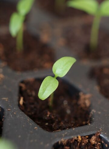 pepper seedling in soil