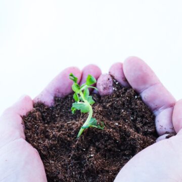 seedling cupped in a pair of hands