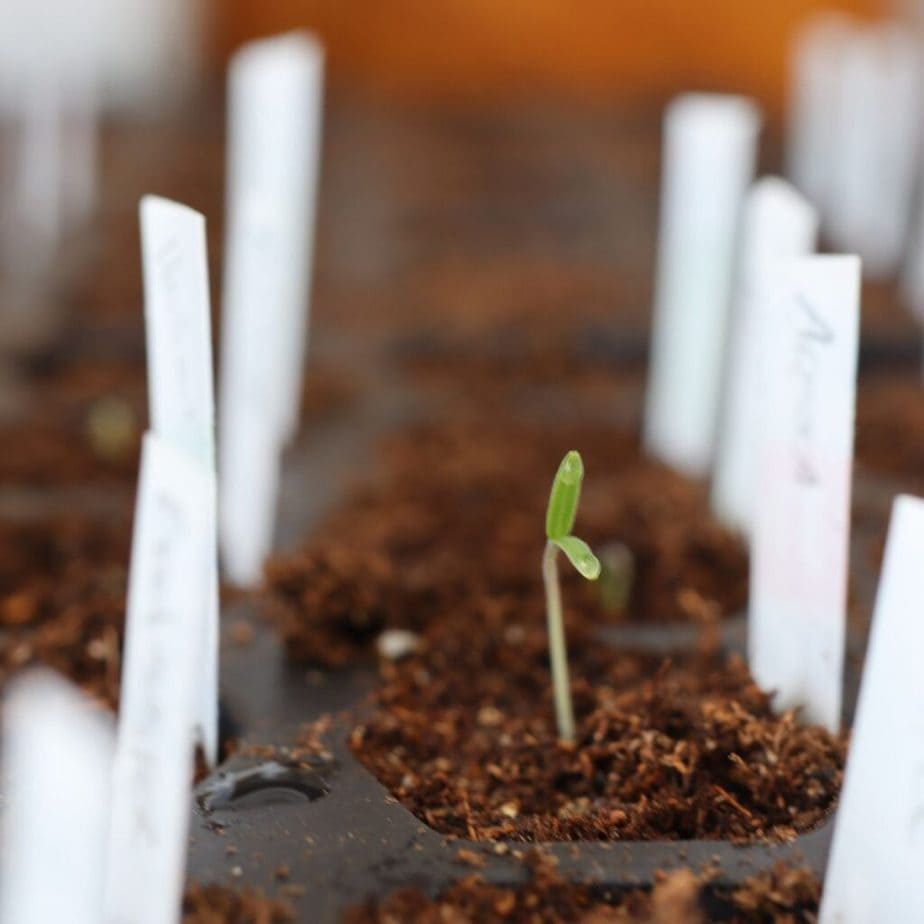 seedling growing in soil