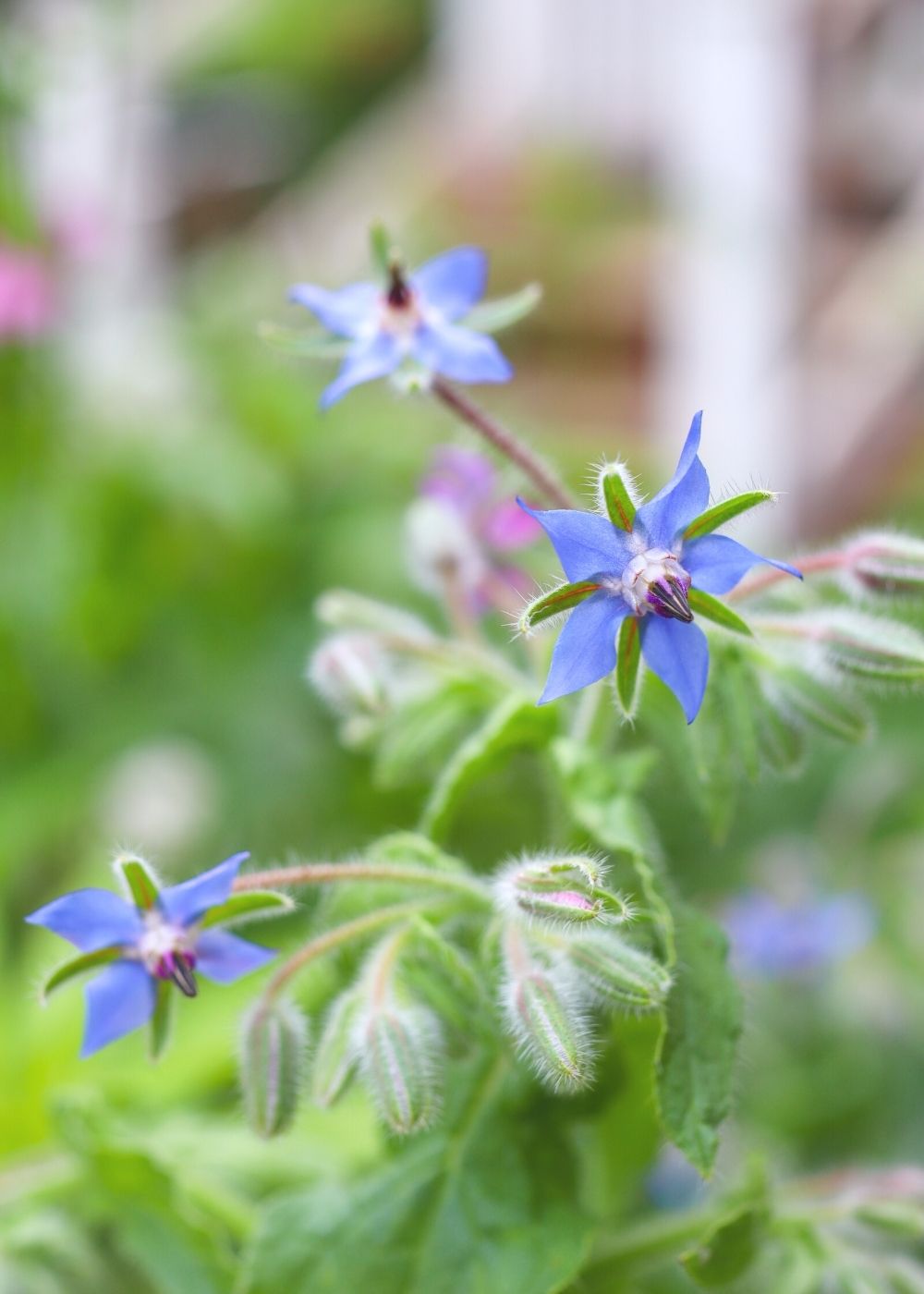 borage in blossom