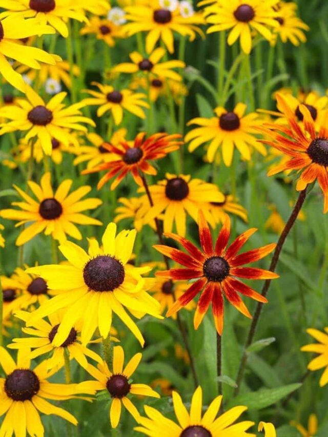 Buy Online The Best Places To Buy Flower Seeds Online
