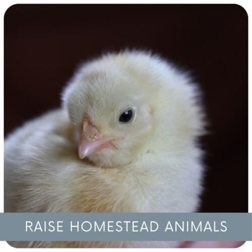 Raise Homestead Animals