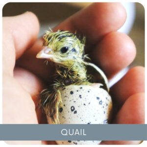 Raising quail
