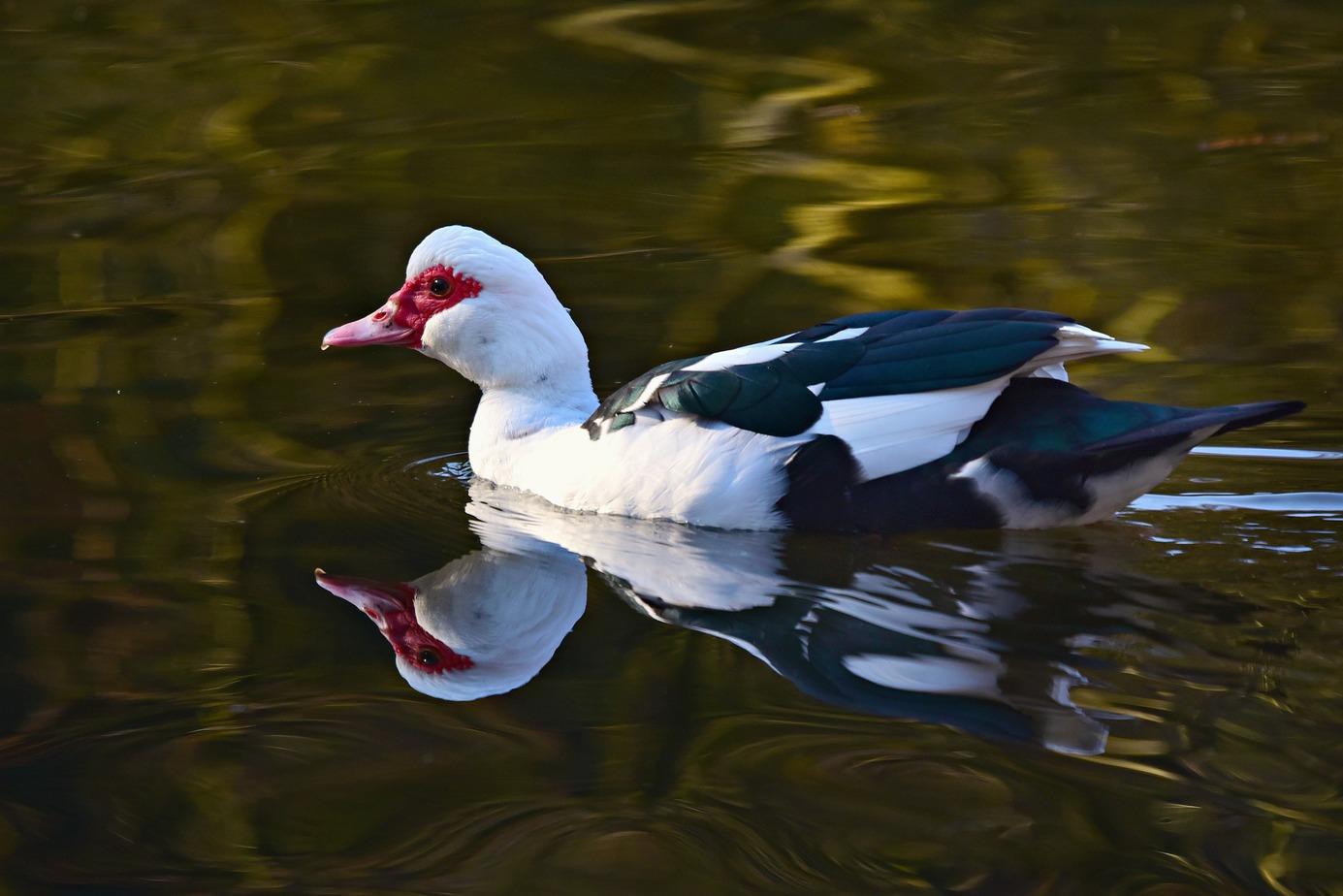 black and white muscovy, swimming in water