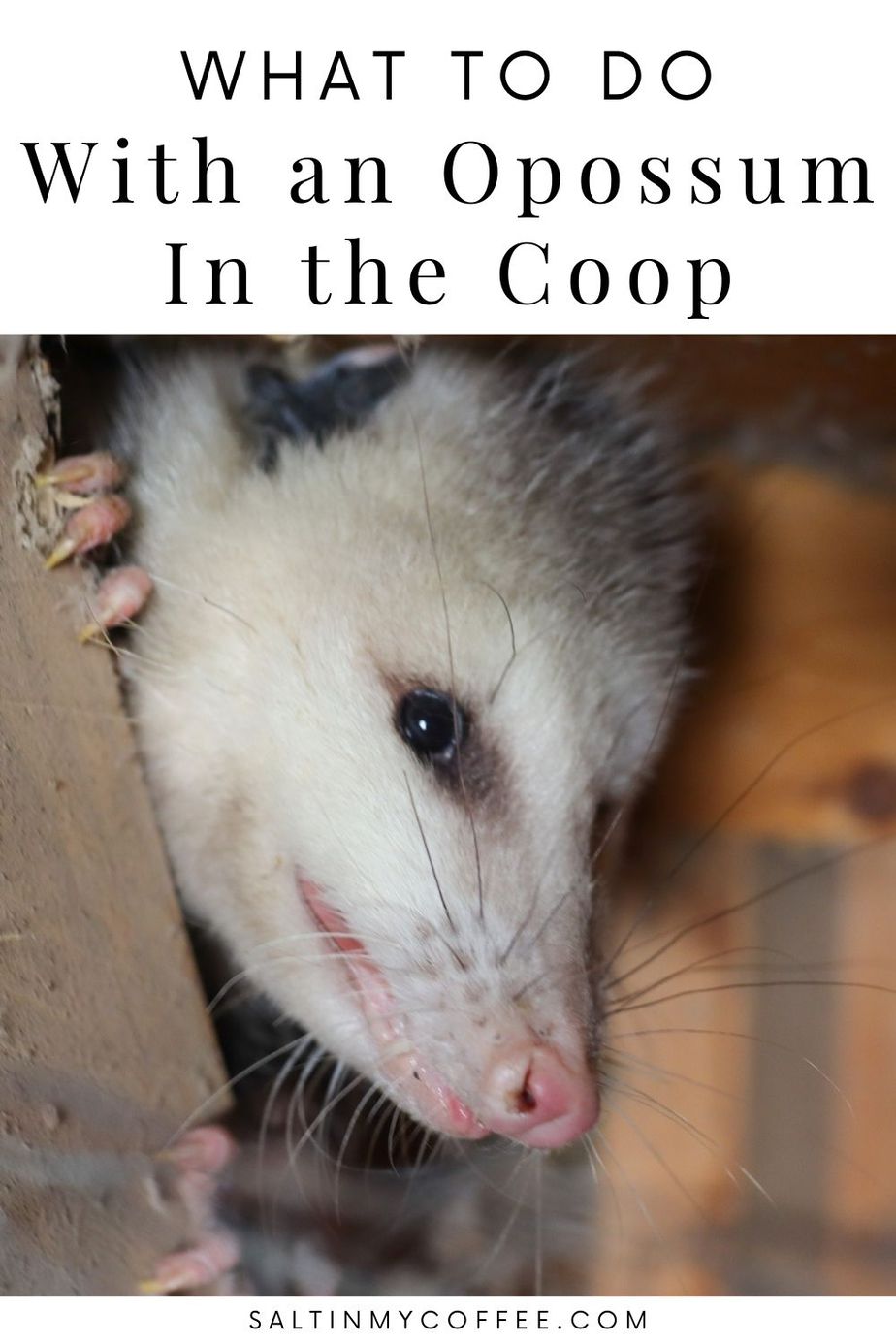 What to do with an opossum in the chicken coop