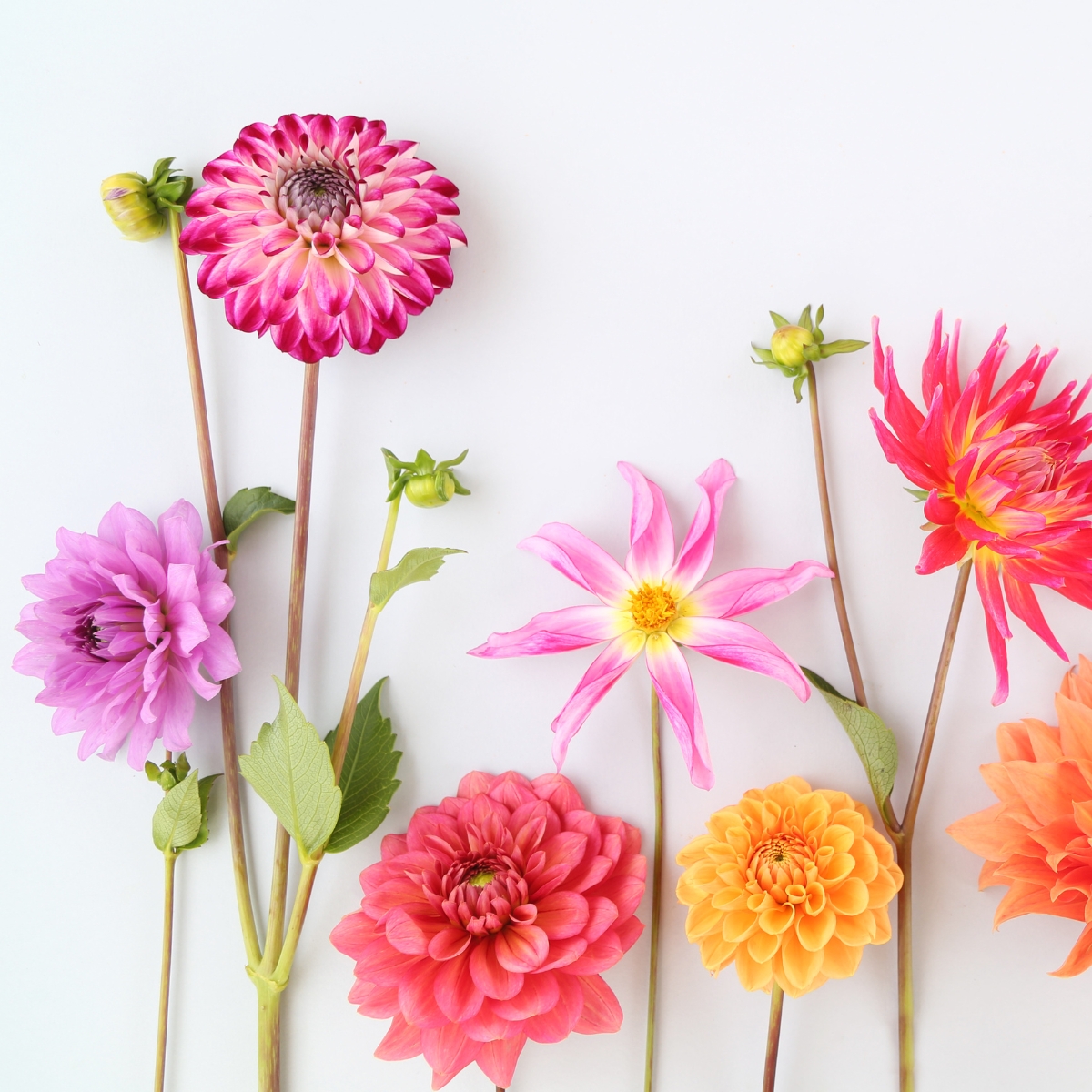 flat lay photo of dahlia blossoms of different colors and shapes